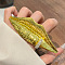 Alloy Cuff Finger Rings, Open Rings, Lip with Lip Nail, Golden, 34x103.5mm, Inner Diameter: 18mm