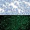 Luminous Glass Seed Beads, Glow in the Dark, Peanut, Dodger Blue, 2.5x4x2mm, Hole: 0.8mm, about 11250pcs/pound