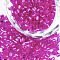 Grade A Glass Seed Beads, Hexagon(Two Cut), Silver Lined, Magenta, 1.5~2.5x1.5~2mm, Hole: 0.8mm, about 2100pcs/bag, 450g/bag