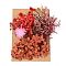 Dried Flower, for Bridal Shower, Wedding, Preserved Fresh Flower, Red, 210x148x14~24.5mm