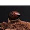 Natural Mahogany Obsidian Egg Figurines Statues for Home Office Desktop Decoration, 30x20mm