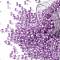 TOHO Round Seed Beads, Japanese Seed Beads, (936) Inside Color Dark Lilac Lined, 8/0, 3mm, Hole: 1mm, about 222pcs/10g