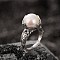 925 Sterling Silver Adjustable Rings, with Shell Pearl, Silver, Round, Inner Diameter: Adjustable