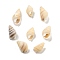 Natural Spiral Shell Beads, Center Drilled, Shell-Shaped, Navajo White, 13~17x8~9.5x6.5~9.5mm, about 3571pcs/1000g