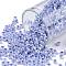 TOHO Round Seed Beads, Japanese Seed Beads, (921) Ceylon Virginia Bluebell, 8/0, 3mm, Hole: 1mm, about 222pcs/10g