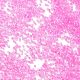 Стеклянные бусины прозрачных цветов SEED-H003-01E-3