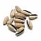 Spiral Shell Pendants, 27~33x12~16x9~13mm, Hole: 1mm, about 190pcs/500g
