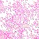 Стеклянные бусины прозрачных цветов SEED-H003-01L-3