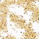 Стеклянные бусины matsuno mgb SEED-Q023B-32-2