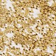 Стеклянные бусины matsuno mgb SEED-Q023A-32-2