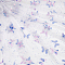 BENECREAT 2Yard Butterfly Pattern Polyester Mesh Tulle Fabric, Sequin Butterfly Lace Fabric for DIY Handmade Clothing Wedding Dress Home Decor, White 0.2mm Thick