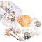 Sea Shell Beads, Undrilled/No Hole Beads, Mixed Shape, Mixed Color, 20~73x14~60x10~31mm